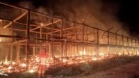 Kebakaran Kandang Ayam Di Pringsewu, 18 Ribu Ekor Ayam Mati Terpanggang