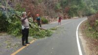 Sat Lantas Polres Pesisir Barat Terjun Langsung Membersihkan Pohon Tumbang