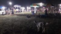 LOMBA LAYANGGAN, DUSUN 4 DESA ADIREJO PEKALONGAN LAMPUNG TIMUR