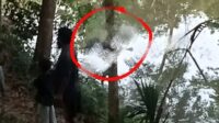 2 Hari Menghilang Wanita Paruh Baya,Di Temukan Mengapung dibendunganTiyuh Mekar Jaya