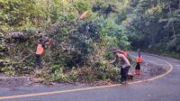Polsek Bengkunat, Turun Lokasi Atasi Pohon Tumbang di Hutan Kawasan