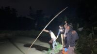 Geger! Seorang petani di Pringsewu Ditemukan Tewas Tenggelam di Kolam Ikan