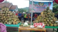 Festival Durian Margosari, 1300 Durian Dibagikan Gratis