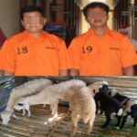 Terlibat Pencurian Puluhan Kambing, Dua Warga Pugung Ditangkap Polisi
