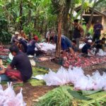 Hari Raya Idul Adha, Warga Pamasalak Potong 1 Sapi 7 Kambing di Masjid Jami’ Al-Ikhlas