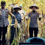 Dukung Program Ketahanan Pangan Nasional, Kapolres Pesibar dan Jajarannya, Lakukan Panen Jagung di Kecamatan Bengkunat