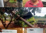 Fuso Odol Bermuatan Batu Bara  Tumbur Tiang Listrik Sebabkan Listrik Padam